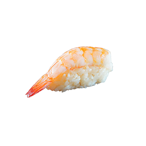 Shrimp nigiri