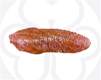 Fire tuna nigiri