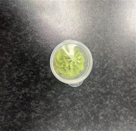 Extra wasabi